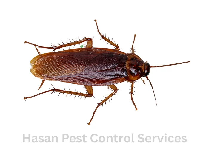 American Cockroach