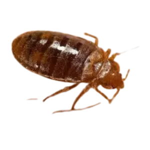 bad bug control in lahore