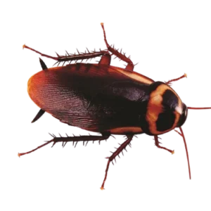 cockroach control in lahore