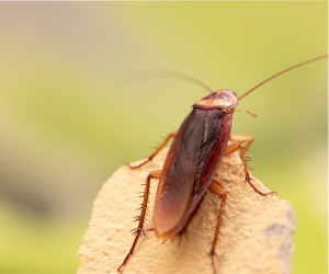 cockroach services in lahore