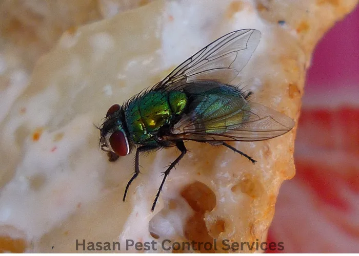 Insect Killer Spray Services