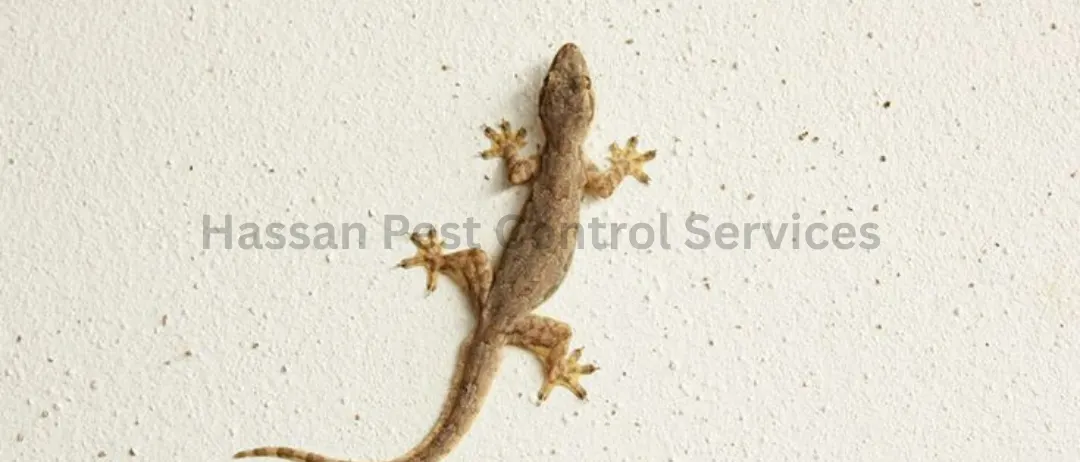 Lizard Control