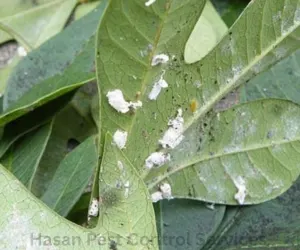 Mango Tree Pest Control